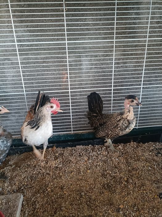 Cocós Mini Filhos e Serama.