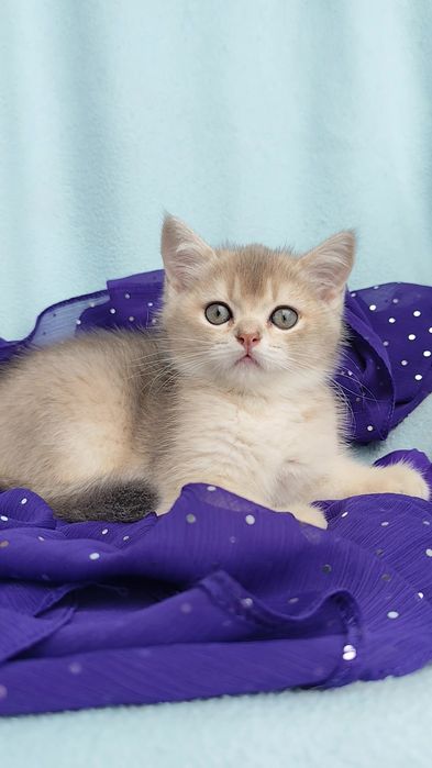 Шикарные породистые котята шотландская золотая шиншилла мальчик девочка