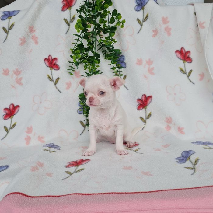 Excecional mini menina Chihuahua.Chiuaua,Qualdd linhagemRussa