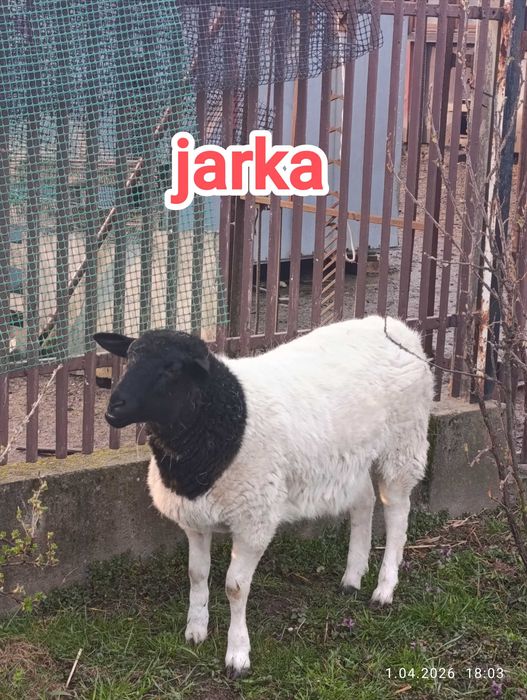 Sprzedam owce dorper