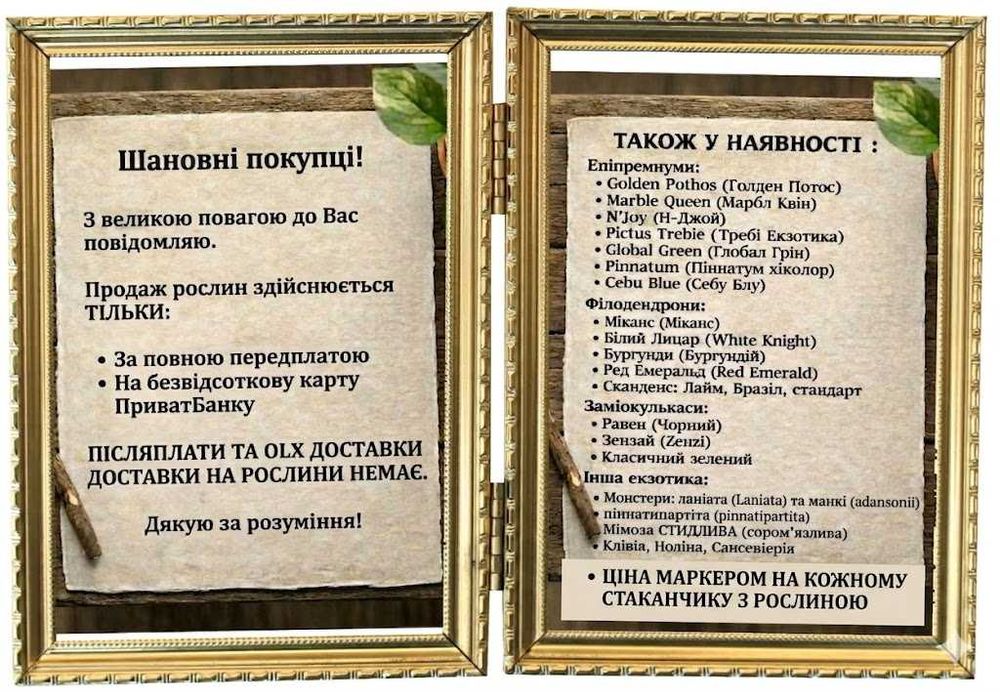 ‼️ Заміокулькас:‼️ стильний акцент. Доглянуті рослини з пагонами