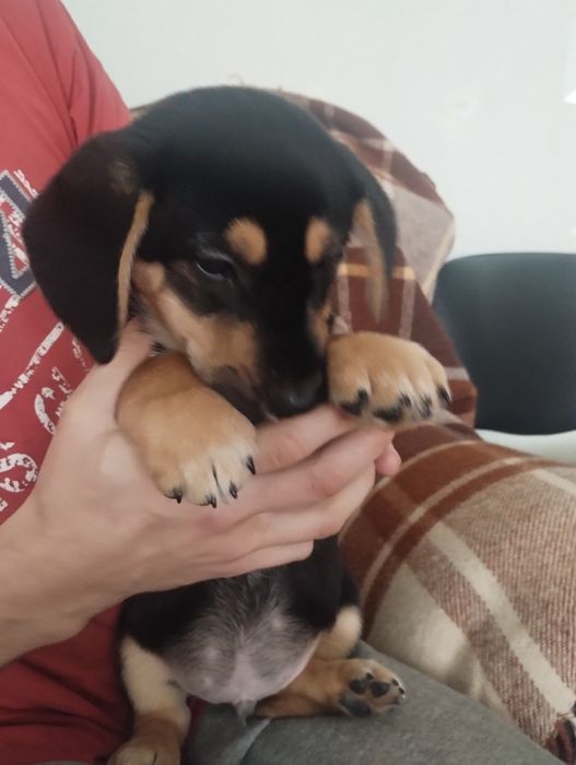 Дивовижні малечі