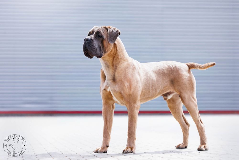 Cane Corso  suczka