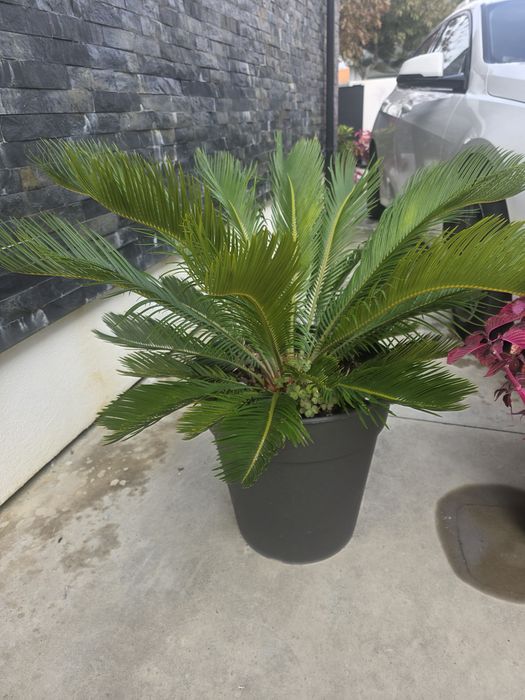 Palmeira Cica (Cycas Revoluta) | Planta Tropical + Vaso Grande Preto