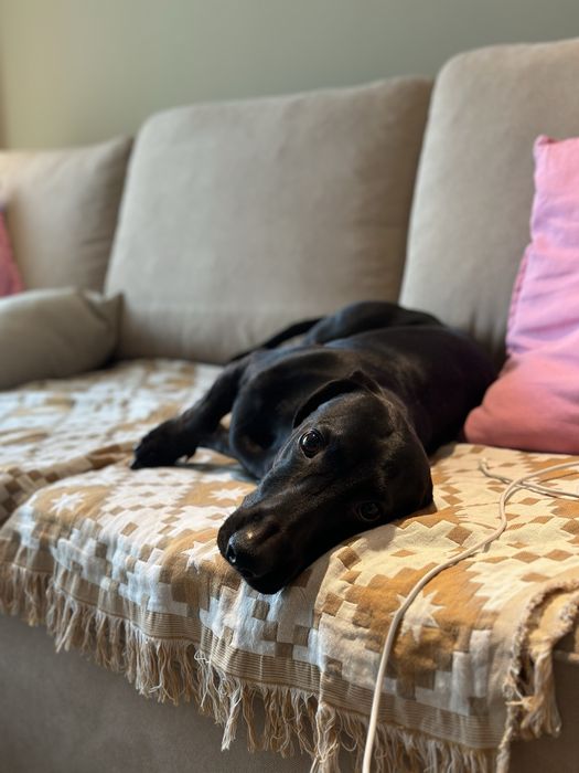 Вʼязка чорна такса, кобель