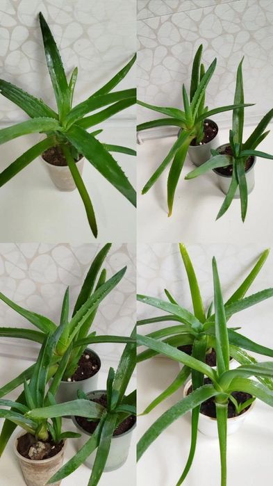 Алоэ Вера лечебное. Настоящее