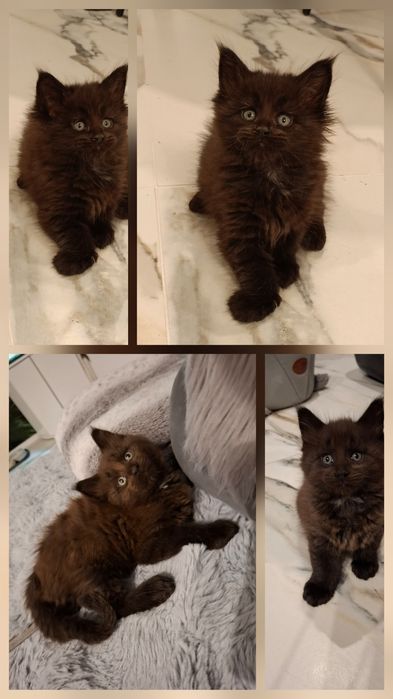 Maine coon do rezerwacji piękny kot