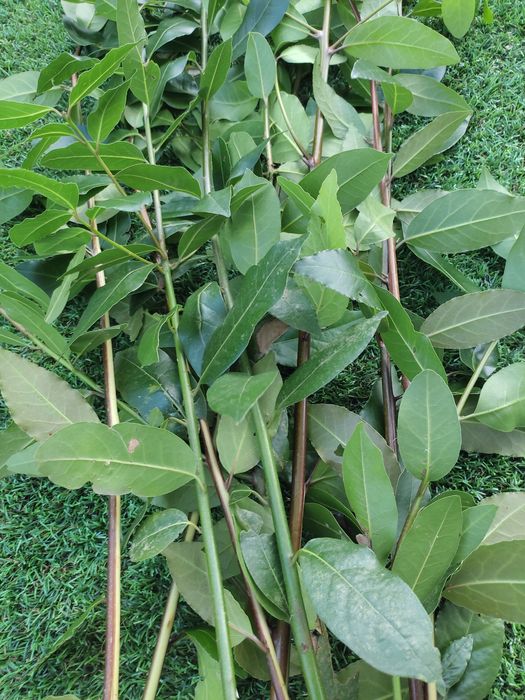 Folhas de louro naturais (0,01€ duas unidades)