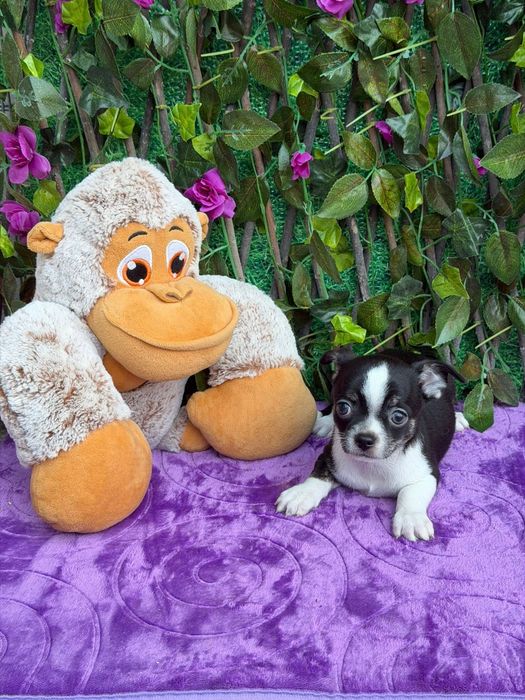 Chihuahua Macho Mini