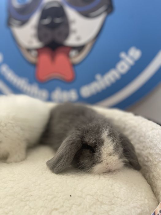 Coelhos anões - LOJA !!