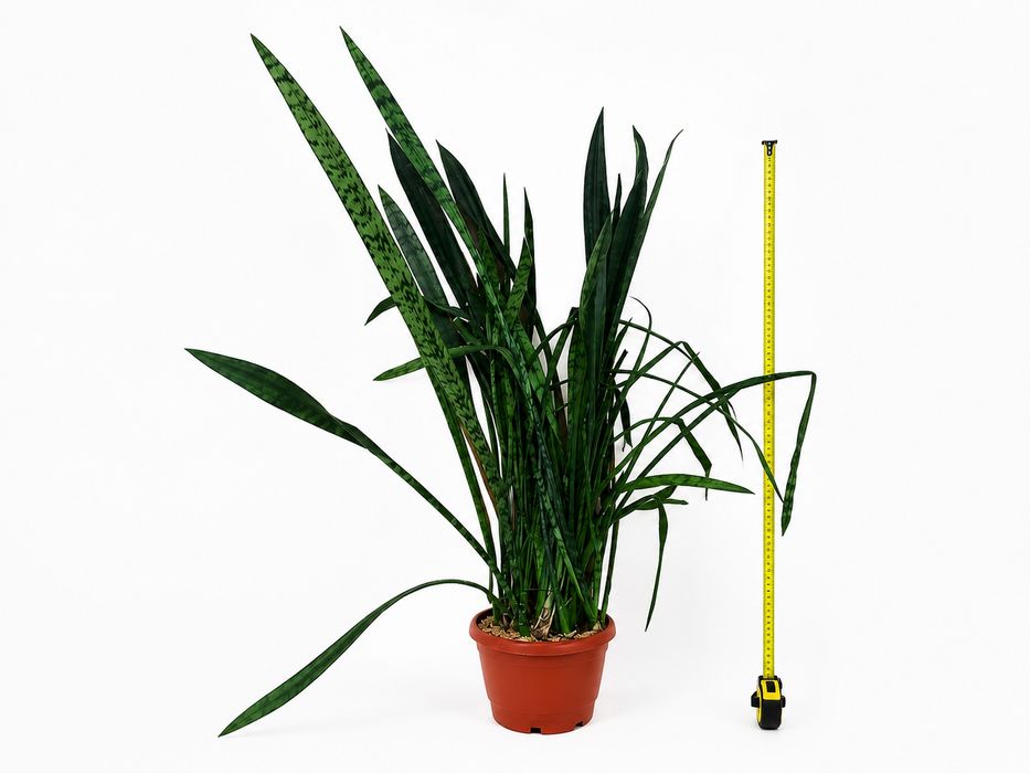 Сансевієрія циліндрична (Sansevieria cylindrica)