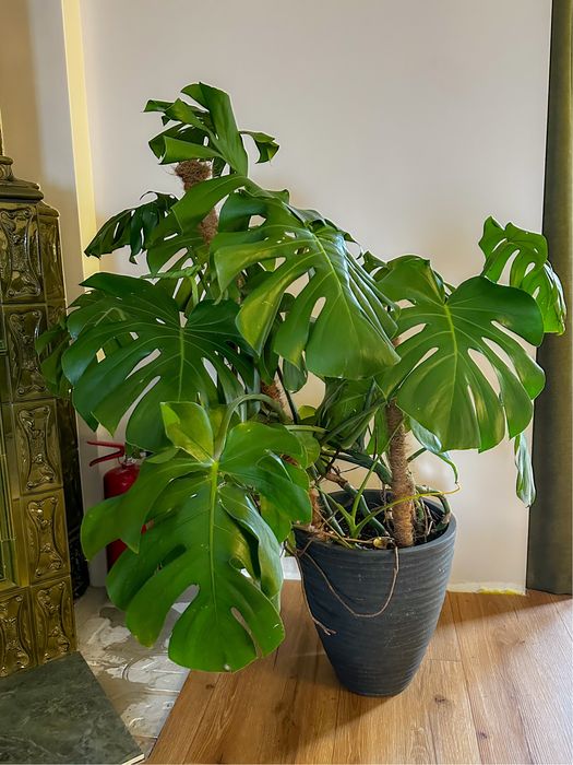 Monstera deliciosa z donicą i palikiem