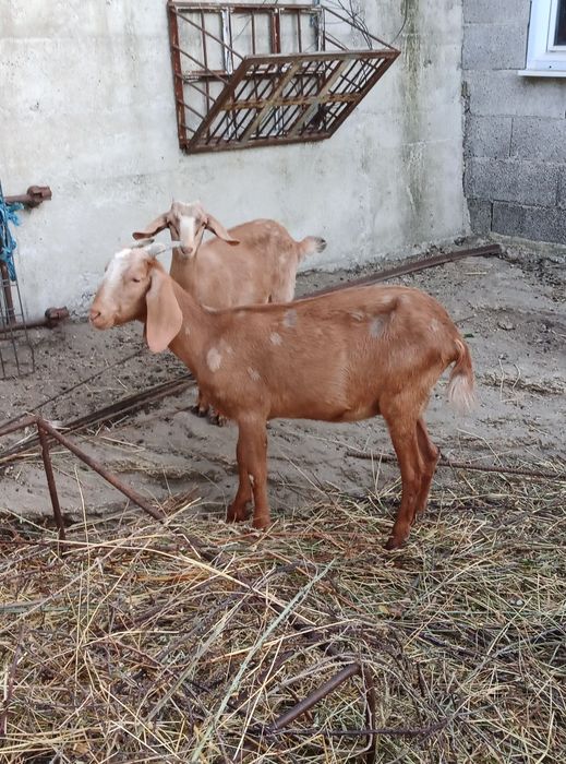 Vendo cabras boas