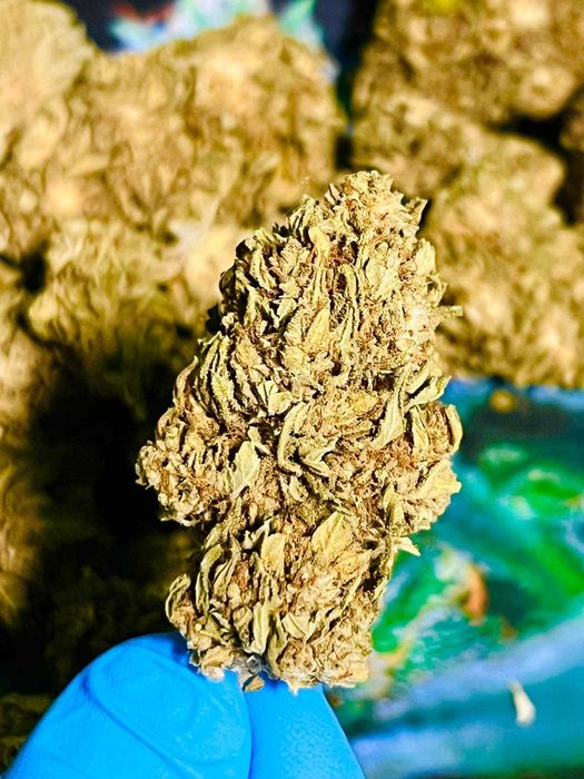Kwiaty CBG Premium – Ciężki Biały Głaz, susz konopny CBG