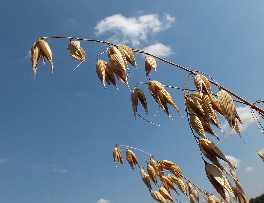 Owies jary Rambo zbiór sierpień 2025