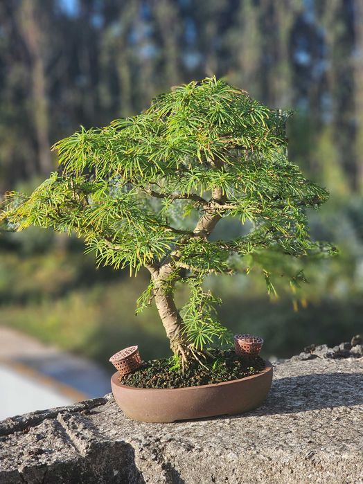 Bonsai pseudolarix 22 anos
