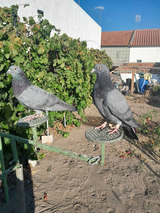 Pombos de negaça