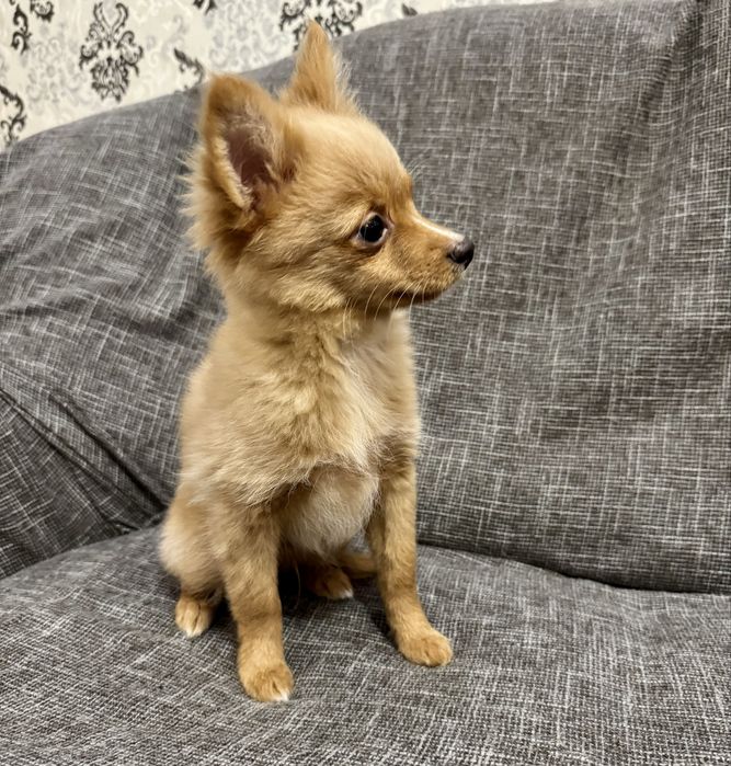 Пропонується 3 хлопчики.