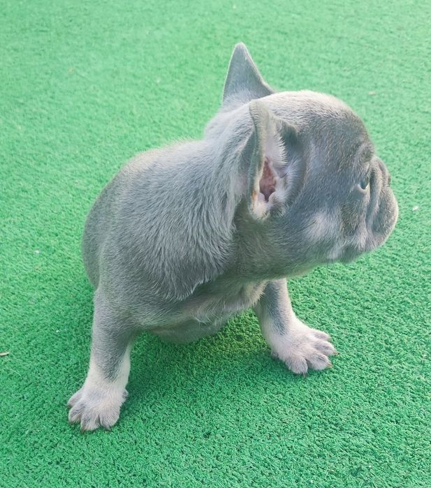 Bulldog francês fêmea blue lilac tan