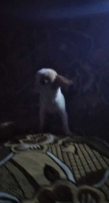 Міні-чихуахуа дівчинка