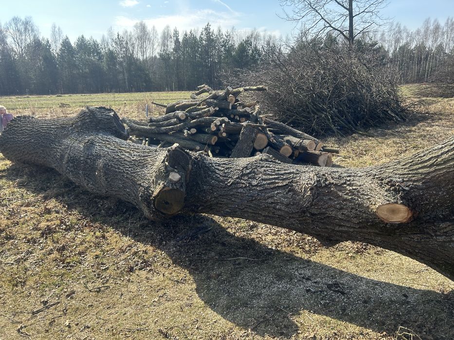 Kłoda dębu 6m. 80cm średnica
