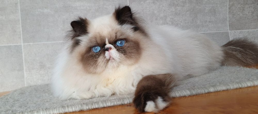 Kociak Perski, niesamowita mrucząca przylepa.