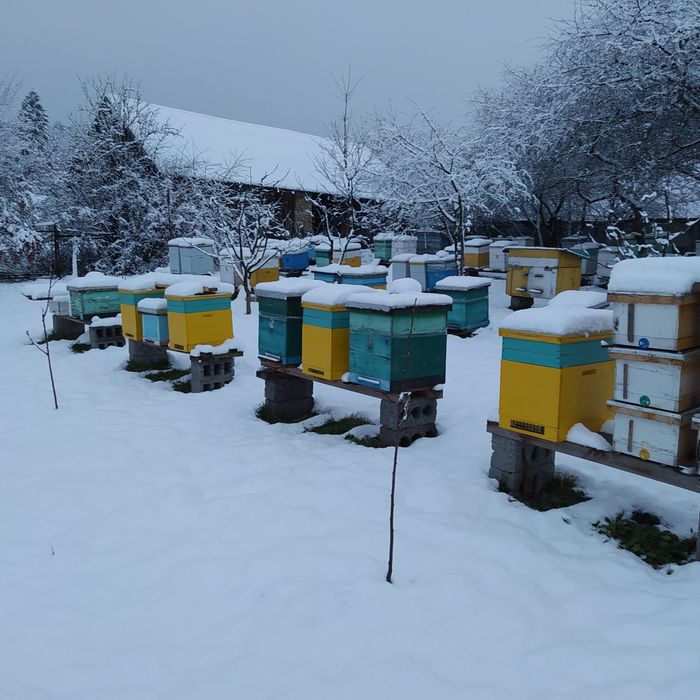 Продам бджолопакети на 2026 рік Карніка