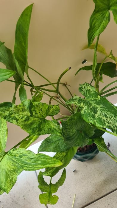 syngonium mojito mnóstwo sadzonek