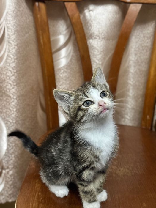 маленькі кошенята