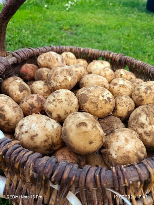 Ziemniaki młode z certyfikatem ekologicznym