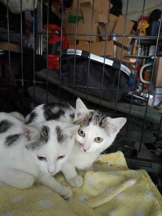 Kocurki do adopcji