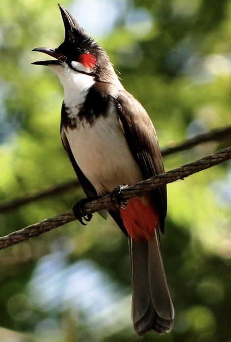 Casal bull bull (picnonotus jocosus)