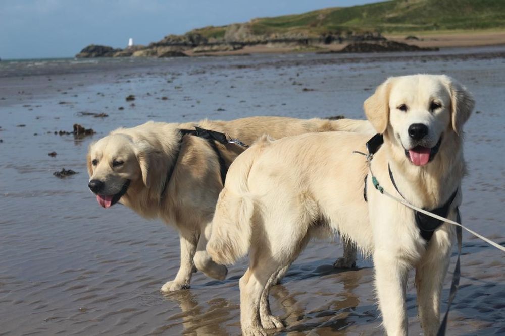 Golden Retriever   Rodowód