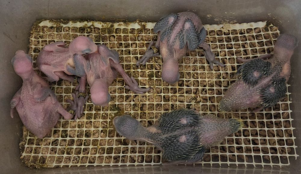 Papagaios bebés e adultos