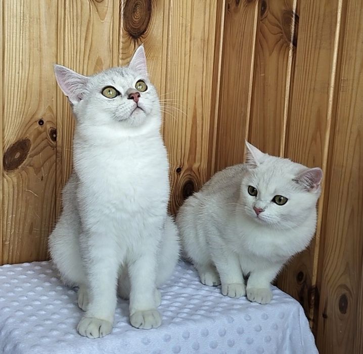 Гарні срібні кошенятка