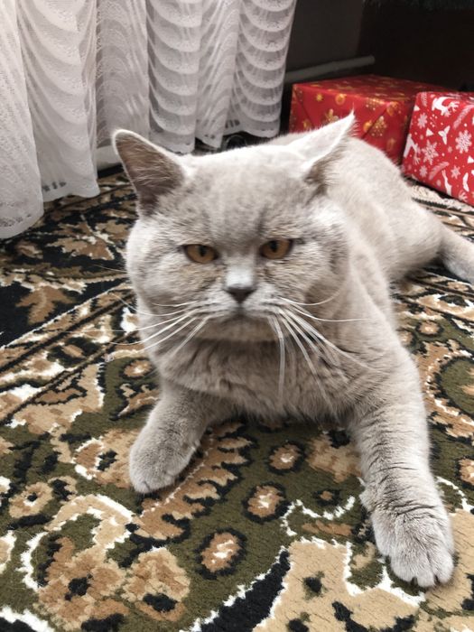 В‘язка шотландських котів