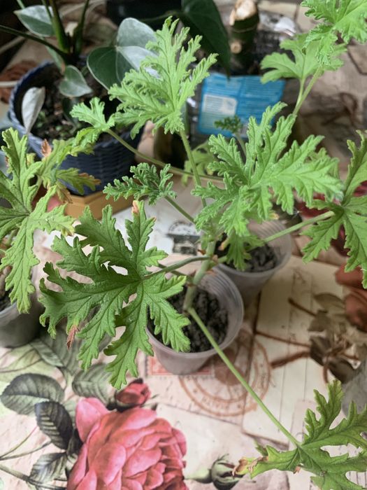 Душистая пеларгония с запахом лимона