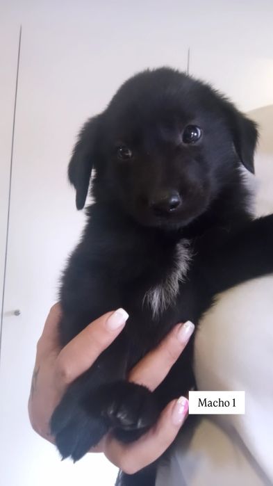 Caezinhos bebés para adopção