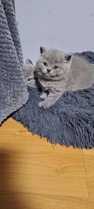 Kot Brytyjski Krótkowlosy