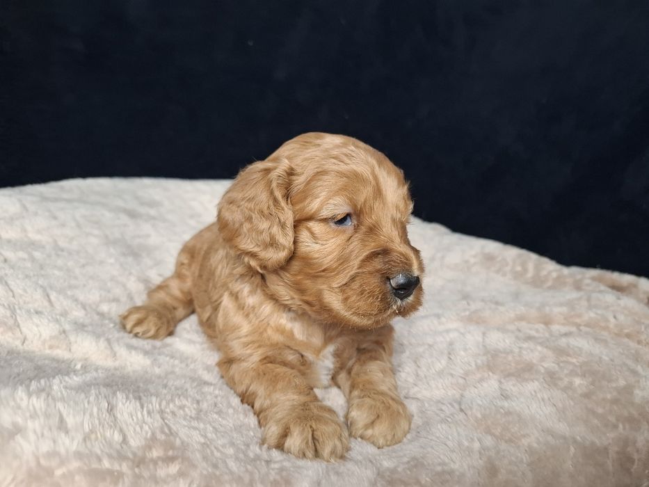cocapoo mama cocker spaniel