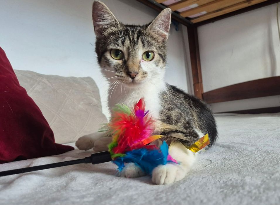 Kokoska do adopcji