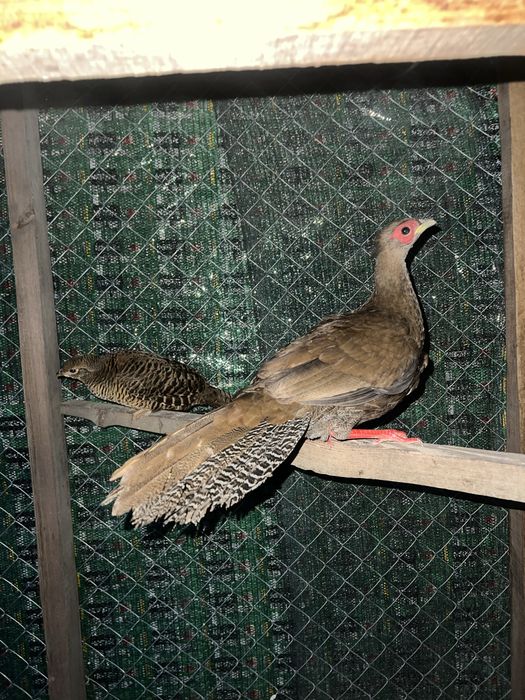 Молоді фазани лимон ,золото ,срібло