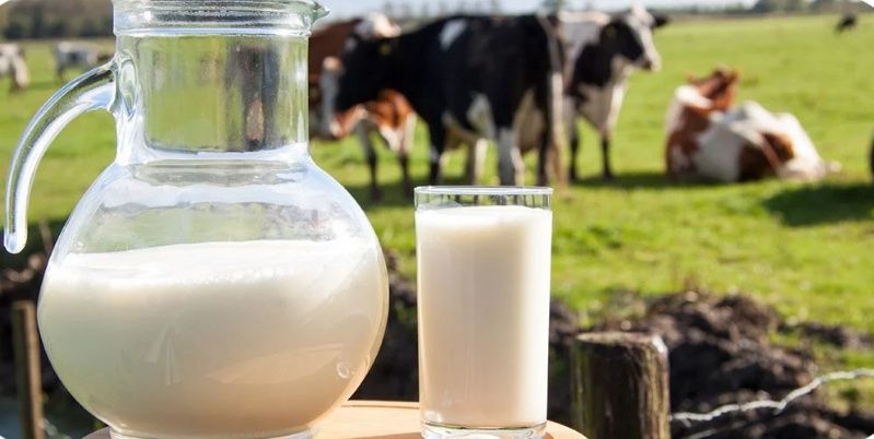 Mleko krowie,świerze