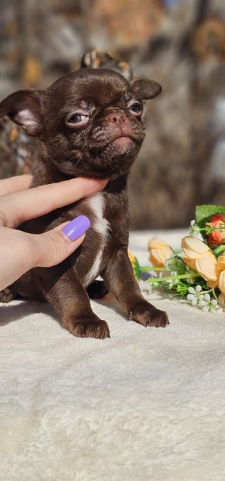 Мальчик чихуахуа КСУ