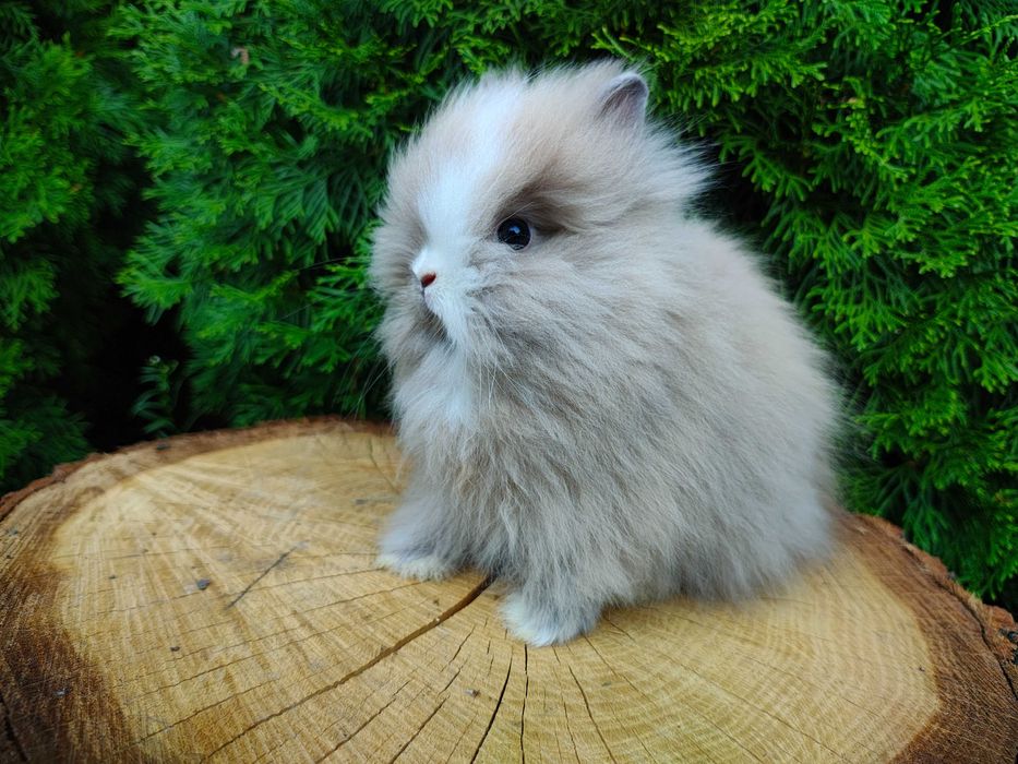 Króliczki Karzełki Teddy i Mini Lop