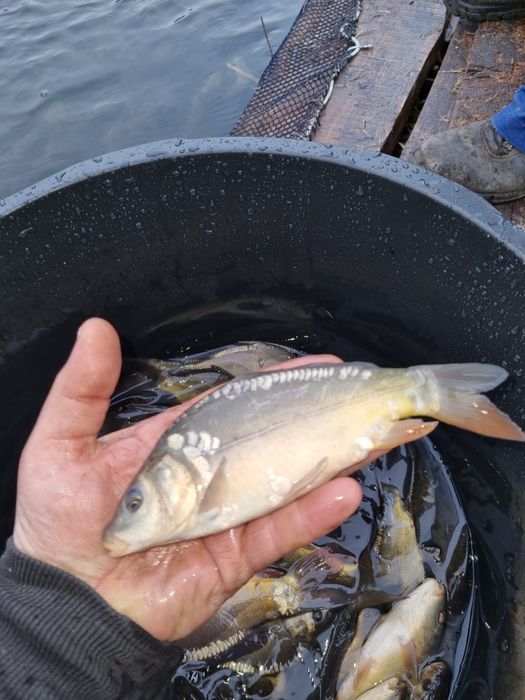 Narybek I kroczek karpia