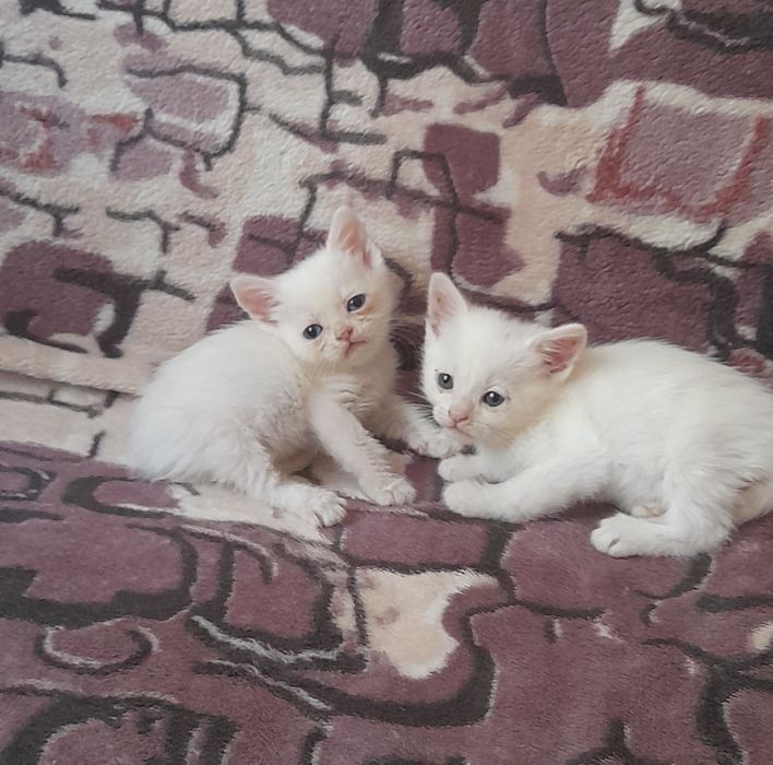 Кошенятка в добрі руки