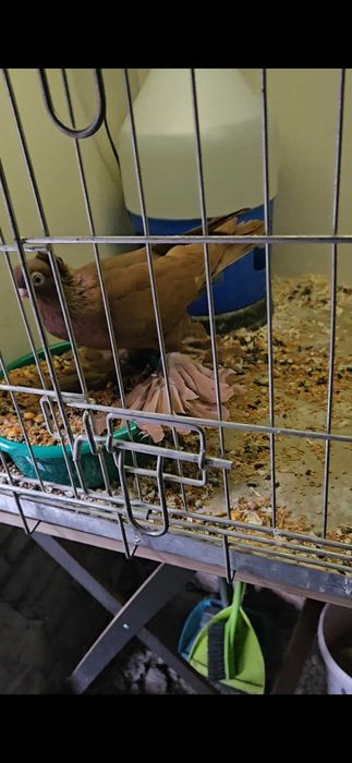 Wywrotek mazurski 2025r samczyk