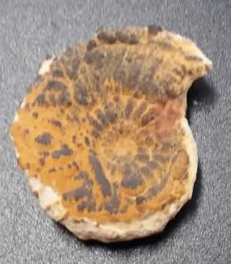 Lote de 10 Fósseis : Amonites, Belemnite, Gastrópode