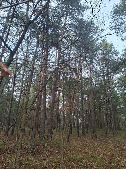 Super oferta!!! Sprzedam las